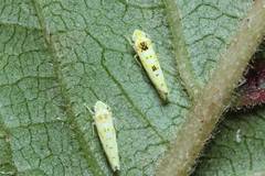 Limassolla multipunctata