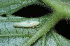 Alebroides hachijonis