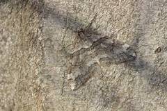 Operophtera relegata