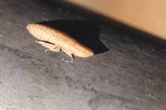 Ledropsis discolor