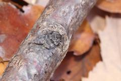 Operophtera relegata