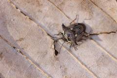 Alcimocoris japonensis