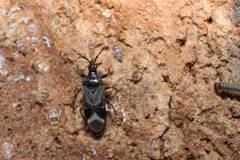 Anthocoris japonicus