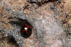 Sticholotis punctata