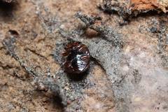 Sticholotis punctata