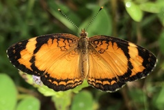 Tegosa serpia