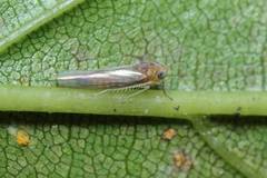 Ishiharella polyphemus