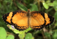 Tegosa serpia