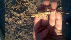 Phrynocephalus versicolor