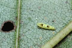 Limassolla multipunctata