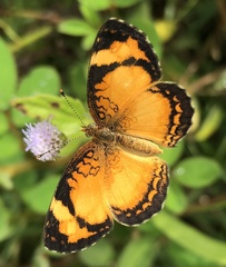 Tegosa serpia