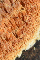Radulomyces molaris