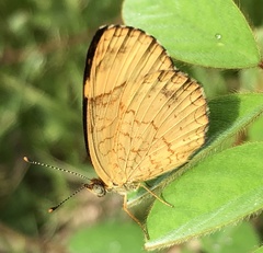 Tegosa serpia