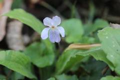 Viola grypoceras