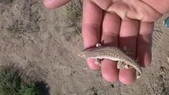 Eremias multiocellata