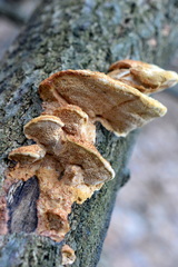 Hapalopilus rutilans