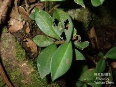 Ardisia chinensis