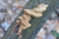 Hapalopilus rutilans