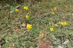 Lotus uliginosus
