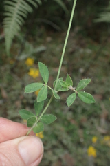 Lotus uliginosus