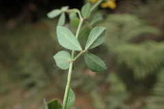 Lotus uliginosus