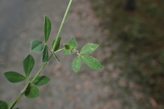 Lotus uliginosus
