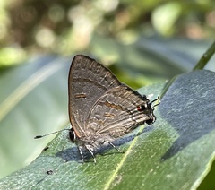 Pilodeudorix zelomina