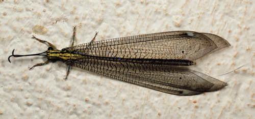 Banyutus lethalis photo 4