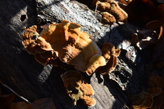 Stereum subtomentosum