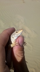 Eremias przewalskii