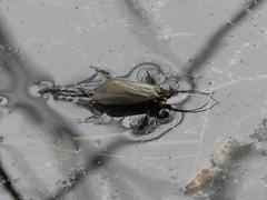 Limnephilus flavicornis