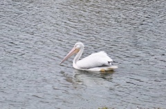 Pelecanus erythrorhynchos