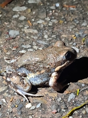 Limnodynastes dumerilii dumerilii
