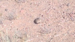 Syrrhaptes paradoxus