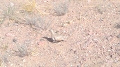 Syrrhaptes paradoxus