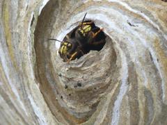 Dolichovespula media