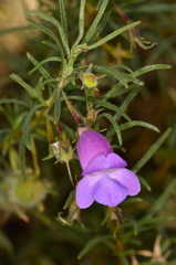 Eremophila gilesii