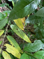Ceroys perfoliatus