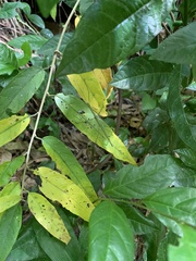 Ceroys perfoliatus