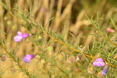 Eremophila gilesii