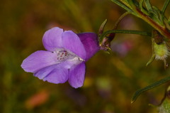 Eremophila gilesii