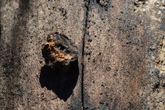 Biscogniauxia marginata