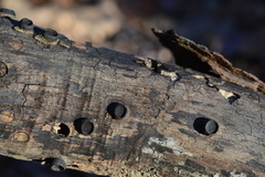 Biscogniauxia marginata