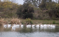 Pelecanus erythrorhynchos