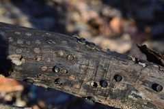 Biscogniauxia marginata