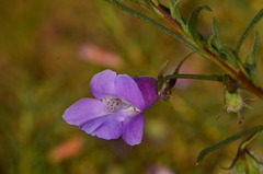 Eremophila gilesii