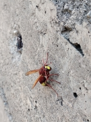 Vespa orientalis