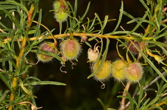 Eremophila gilesii
