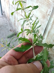 Punica granatum