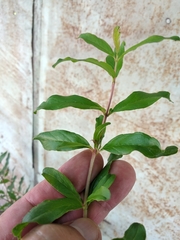 Punica granatum